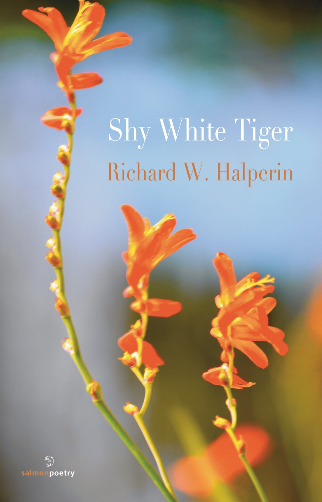 Shy White Tiger